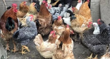 2023 yılında süt üretimi %4.8 artarken, tavuk eti üretimi %3.7 geriledi