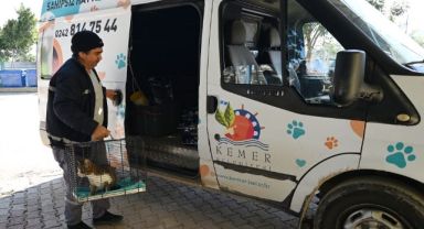 Kemer’de ocak ayında 229 hayvan kısırlaştırıldı