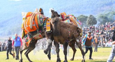 Pehlivan develer Torbalı Arenası’ndaydı Torbalı’da Deve Güreşi Festivali gerçekleşti