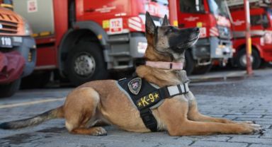 Aydın Büyükşehir Belediyesi’nin başarılı arama-kurtarma köpeği “Zeyna”