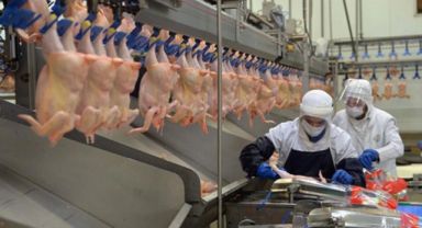 8 firmaya ceza kesildi, ihracata kısıtlama getirildi