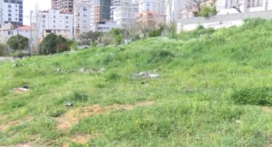 İstanbul'da 7 yaşındaki çocuğa sokak köpekleri saldırdı, talihsiz çocuğa 30 dikiş atıldı