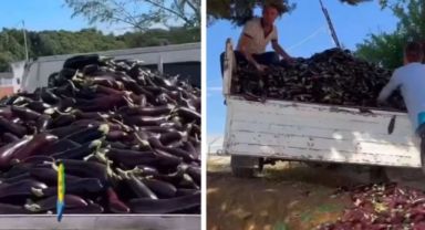 Çiftçinin Yanlışı: Patlıcanları Çöpe Atmak Çözüm Değil, Tarım Politikaları Eleştiriliyor!