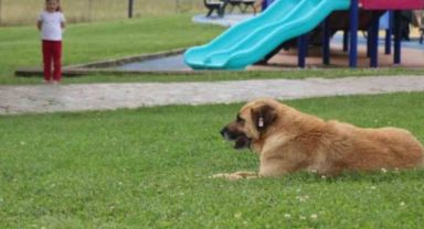 Çocuk Parkında Dehşet: 5 Yaşındaki Kız Köpeğin Saldırısına Uğradı