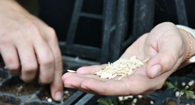 Lüleburgaz Belediyesi, Atalık Tohumları Geleceğe Taşıyor