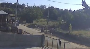 Bandırma'da Yaşlı Kadın, Sokak Köpeklerinin Saldırısına Uğradı