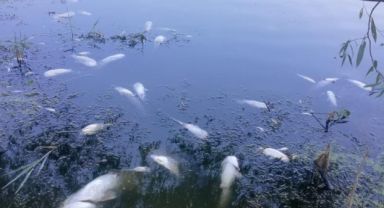 Bursa'nın Can Damarı Nilüfer Çayı: Sanayileşmenin Gölgede Bıraktığı Cennet