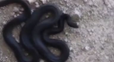 Elazığ'da İnşaat Alanında Dev Yılan Paniği: İşçiler Korku Dolu Anlar Yaşadı