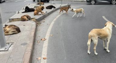 İstanbul Üsküdar Kuzguncuk'ta Kuduz Endişesi: Sokak Köpeği 40 Kişiyi Isırdı, Yetkililerden Acil Çağrı
