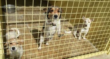 Kemer Belediyesi’nden can dostlara yardım eli 