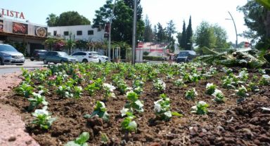 Kemer’de mevsimlik çiçekler ekiliyor