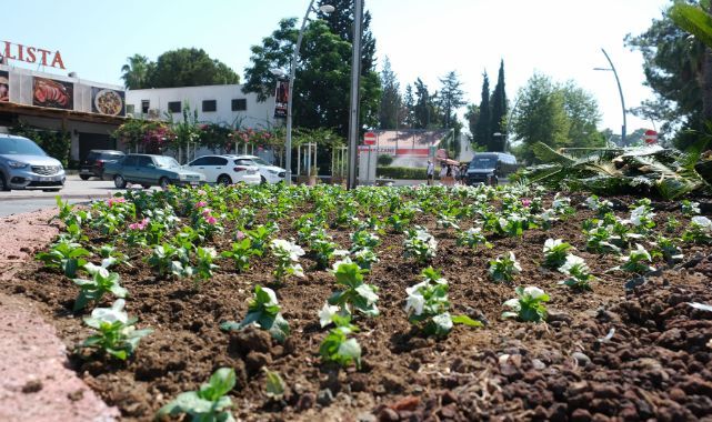 Kemer’de mevsimlik çiçekler ekiliyor