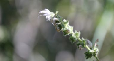 Siirt Adaçayı Koruma Altında: Koparanlara Yüksek Cezalar Geliyor