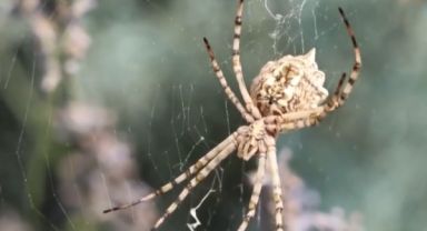 Aksaray’da Zehirli Loplu Örümcek Görüldü: Vatandaşlar Tedirgin
