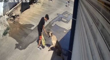 Antalya'da Sokak Köpeği, Mama Veren Çocuğa Saldırdı: O Anlar Güvenlik Kamerasında