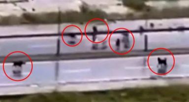 Başakşehir'de Başıboş Köpeklerin Saldırısına Uğrayan Adamı Kornalı Otomobil Kurtardı