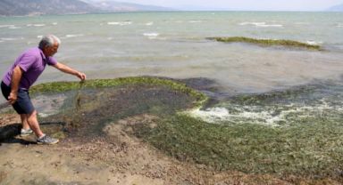 Eğirdir Gölü'nde Kritik Durum: Kirlilik ve Su Yosunları Binlerce Su Canlısını Öldürdü