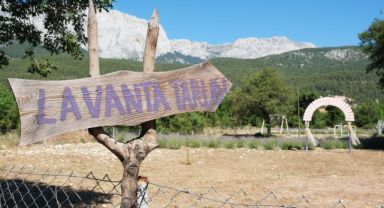 Kemer’de lavanta hasadı