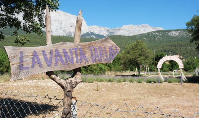 Kemer’de lavanta hasadı
