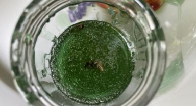 Sakarya'da Yeşil Bal Şaşkınlığı: Arıcı Ali Uyar'ın Keşfi İnceleniyor