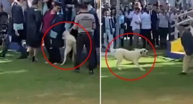 Üniversite Mezuniyet Töreninde Başıboş Köpeklerin Saldırısı: Güvenlik Endişeleri Artıyor