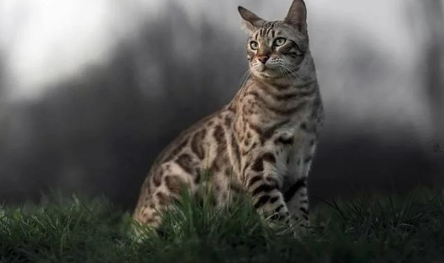 Yeni Zelanda'da Yapılan Kedi Avı Yarışması: 370 Kedi Öldürüldü