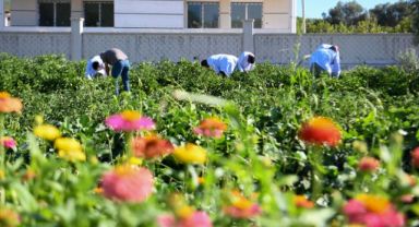 Bornova Belediyesi'nden yerel üreticilere tam destek
