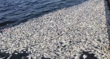 İzmir Körfezi'nde Balık Ölümleri Alarmı! Çevre Bakanlığı Harekete Geçti