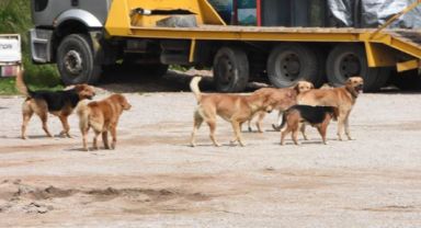 Yeni Hayvanları Koruma Kanunu: Başıboş Köpekler İçin Yeni Düzenlemeler Yürürlüğe Girdi