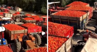 Balıkesirli Çiftçiden Tepki: Domateslerini Satamayan Üreticiler 