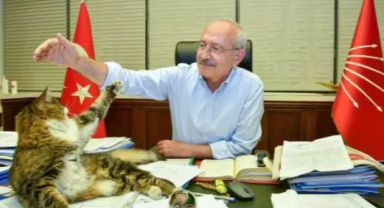CHP'nin Sevimli Kedisi 