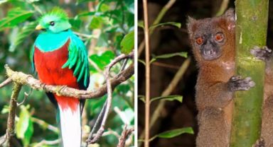 Dünya Üzerindeki 3 Binden Fazla Tür, Doğal Afetler Nedeniyle Yok Olma Tehlikesiyle Karşı Karşıya