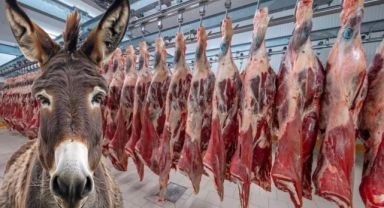 Gıda Skandalı: At ve Eşek Eti Kullanımı Ortaya Çıktı