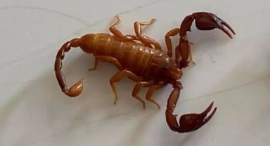 Prof. Dr. Ersen Aydın Yağmur, Yeni Akrep Türüne Eşinin Adını Verdi