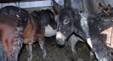 Vatandaşa Neler Yedirmişler? Gıda Dolandırıcılığı İllere Göre Dağılımı