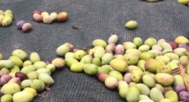 Zeytin Hasadı Zorluklarla Devam Ediyor: İşçi Bulunmakta Güçlük Çekiliyor