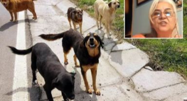 Hayvanlara Adalet Derneği Başkanı Hülya Yalçın'dan Skandal ve İnsanlığa Yakışmayan Sözler: 