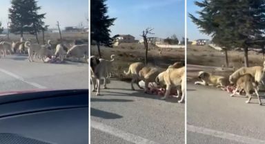 Konya'da 2 Yaşındaki Olay Sokak Köpeklerinin Saldırısına Uğraması Dehşet Verdi