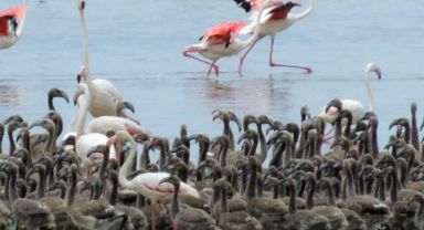 Bornova’da Objektife Yansıyan Doğal Güzellik: “Flamingo Adası” Fotoğraf Sergisi Açılıyor