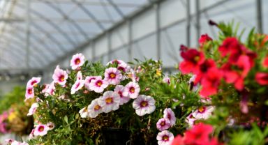 Muratpaşa’da Rengârenk Bir Bahar: 115 Bin Çiçekle Liseler Arası Desen Yarışması Başlıyor