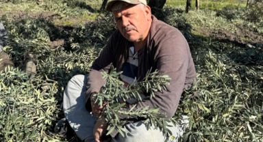 Soma’da Don Felaketi Zeytin Üreticisini Vurdu: “35 Yıldır Böyle Afet Görmedim”