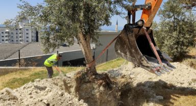 Kuşadası Belediyesi Ağaçları Koruma Altına Alarak Yeni Alanlara Taşıyor