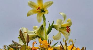 Ordu’nun Akkuş ilçesine özgü Mis/Akkuş Zambağı’na zarar verenlere ağır ceza