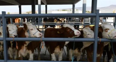 Şap Hastalığı Nedeniyle Ülke Genelinde Hayvan Pazarları Geçici Süreyle Kapatıldı